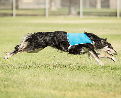 Top Open Field Courser 2019